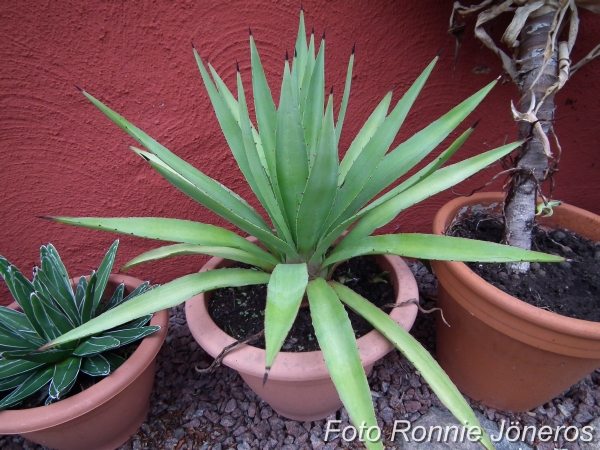 Agave